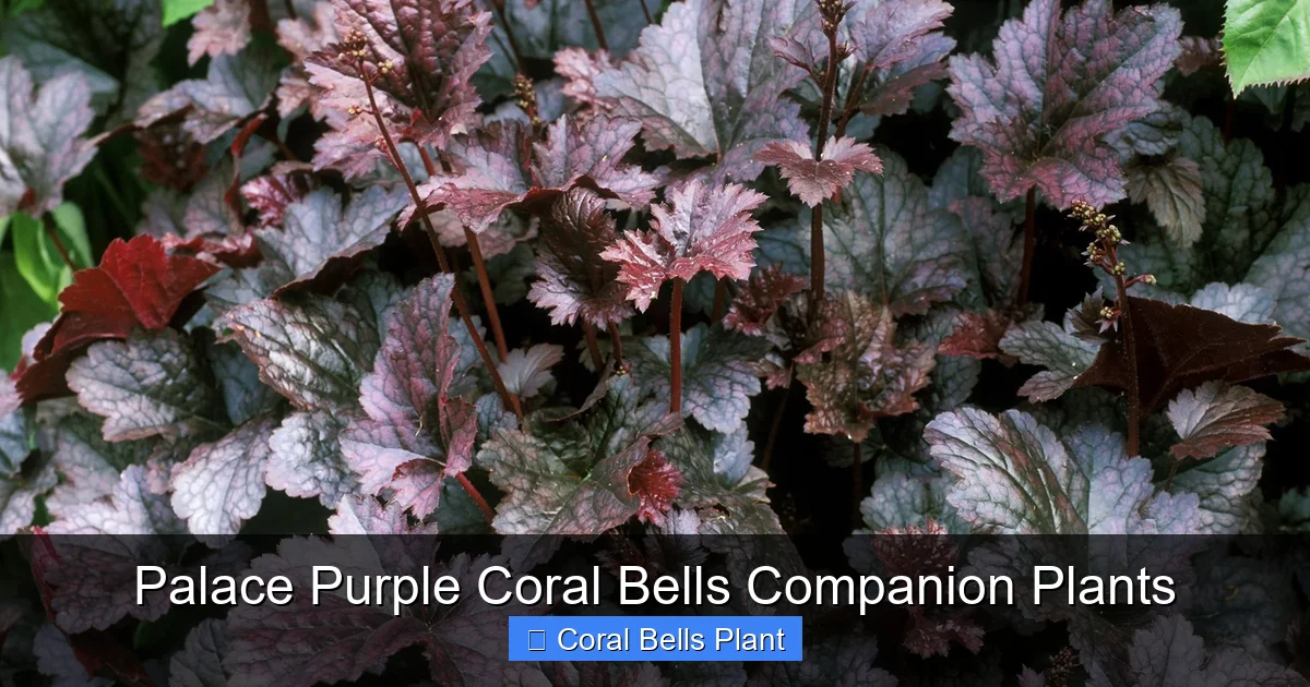 Palace Purple Coral Bells Companion Plants