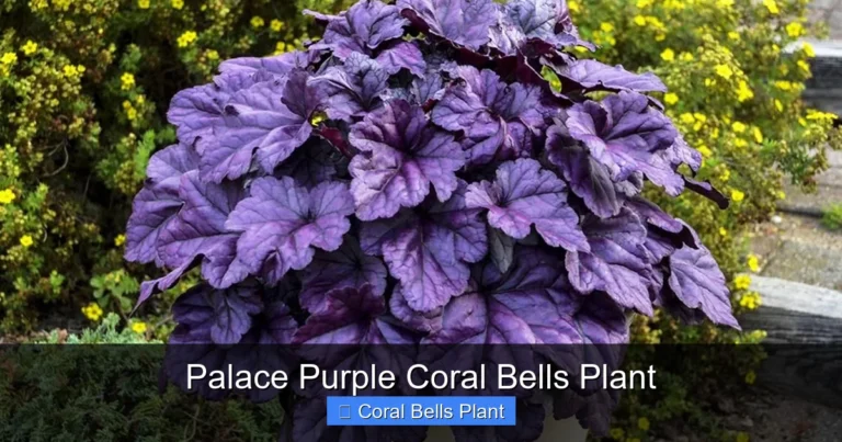 Palace Purple Coral Bells Plant