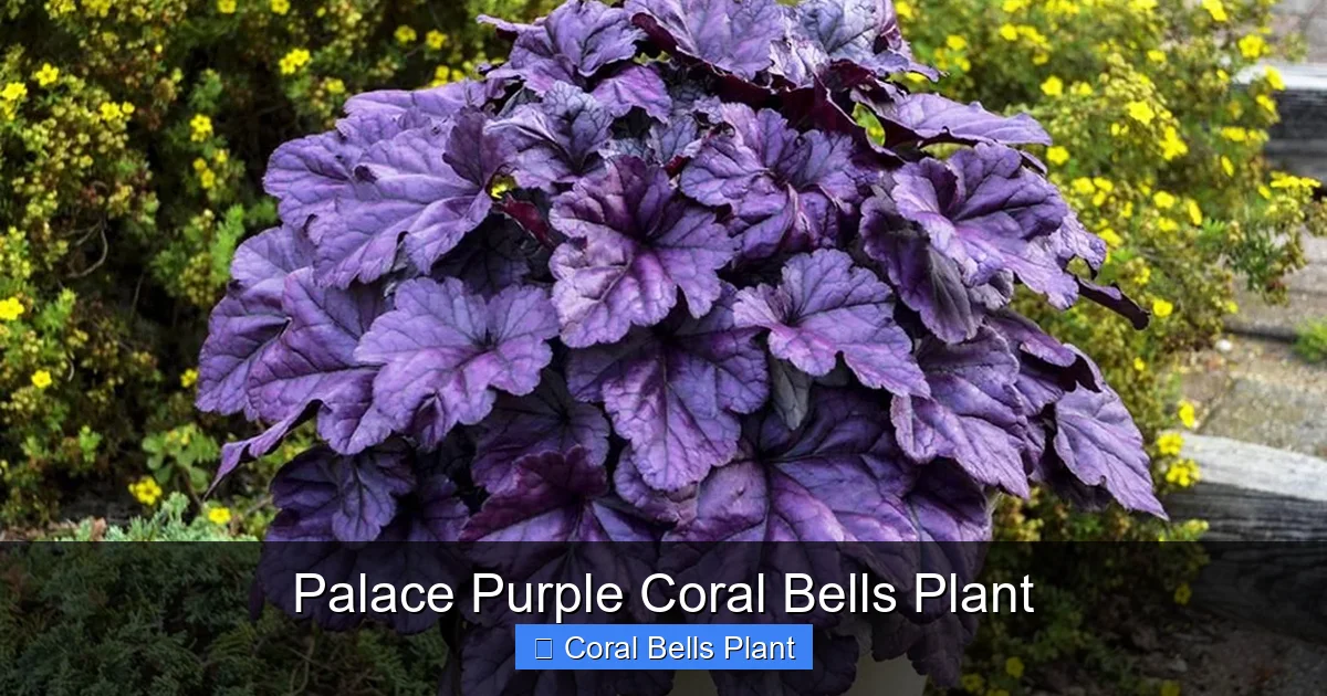 Palace Purple Coral Bells Plant