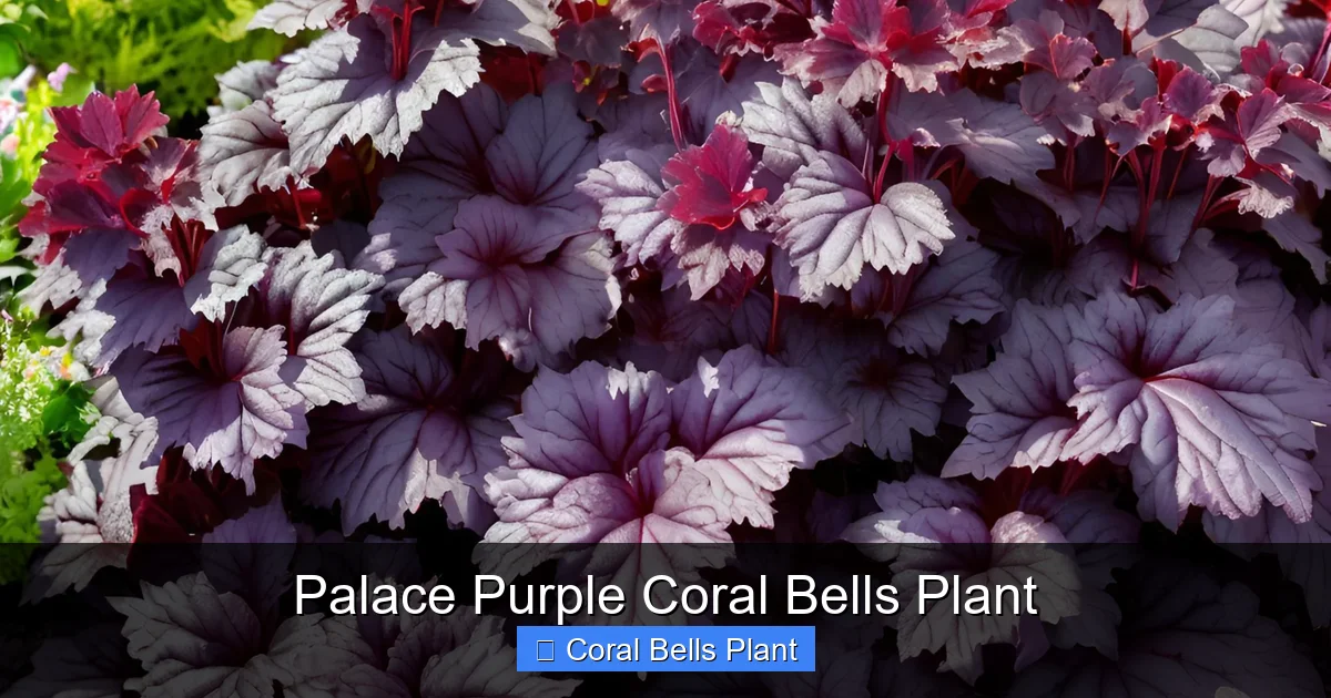 Palace Purple Coral Bells Plant