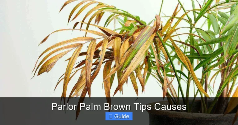 Parlor Palm Brown Tips Causes