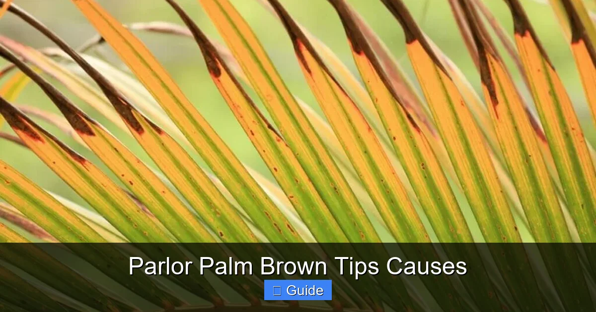 Parlor Palm Brown Tips Causes
