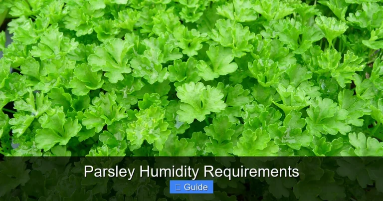 Parsley Humidity Requirements