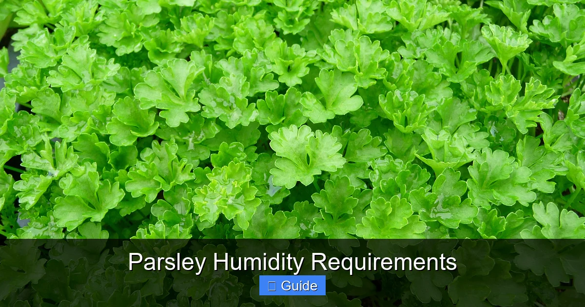 Parsley Humidity Requirements