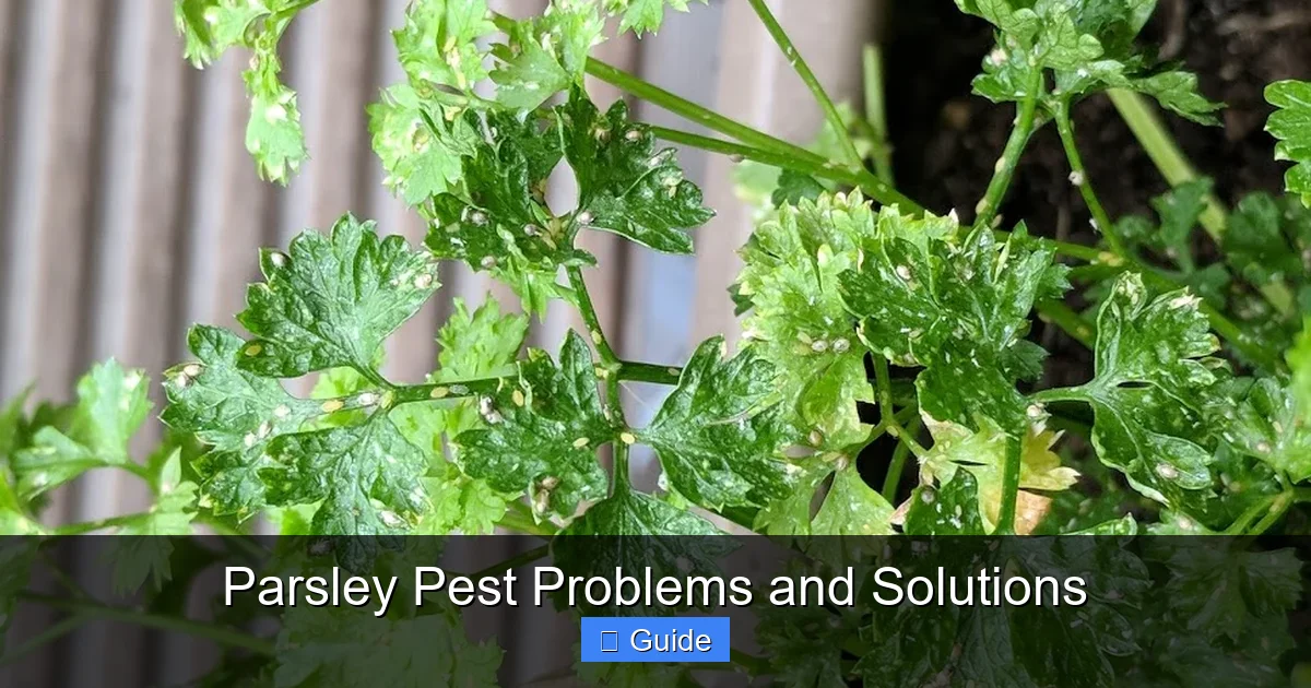 Parsley Pest Problems and Solutions
