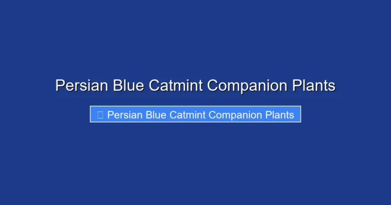 Persian Blue Catmint Companion Plants