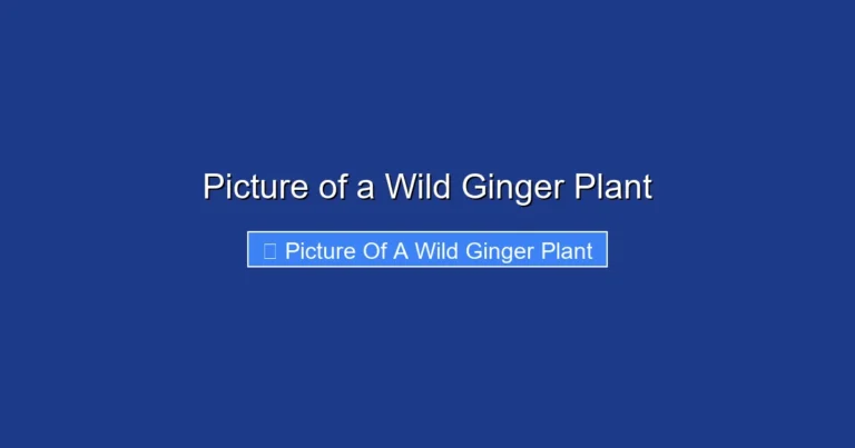 Picture of a Wild Ginger Plant