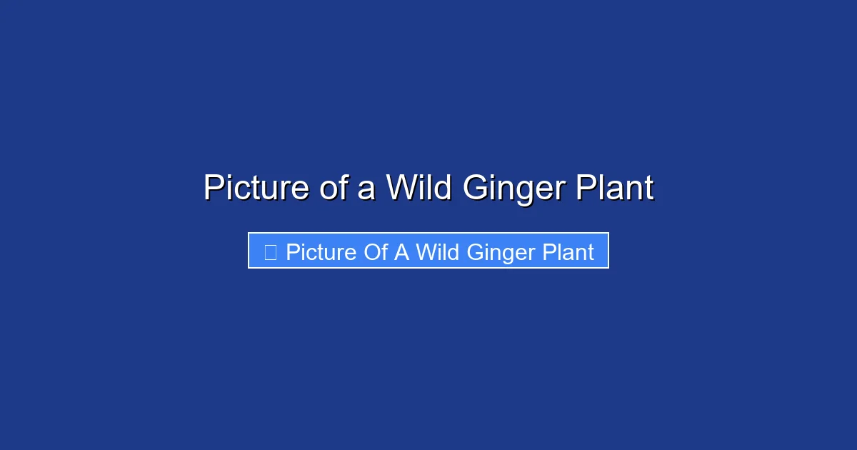 Picture of a Wild Ginger Plant