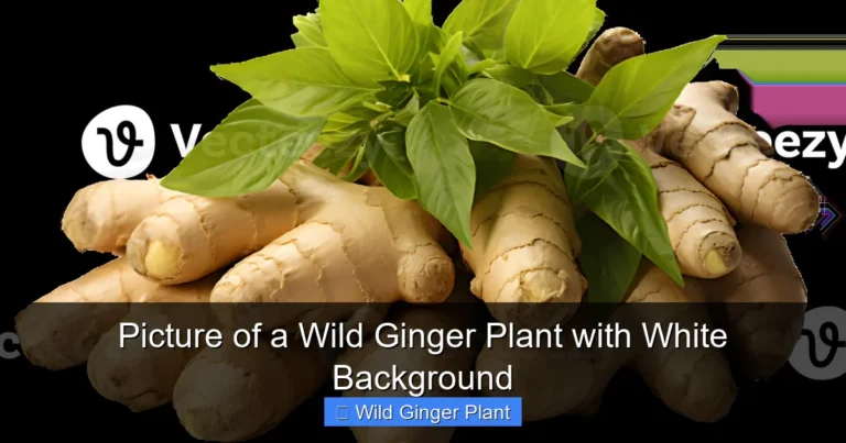 Picture of a Wild Ginger Plant with White Background