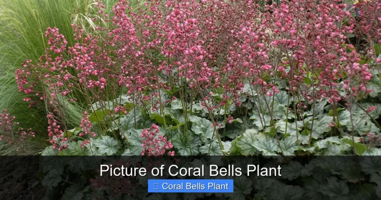 Picture of Coral Bells Plant