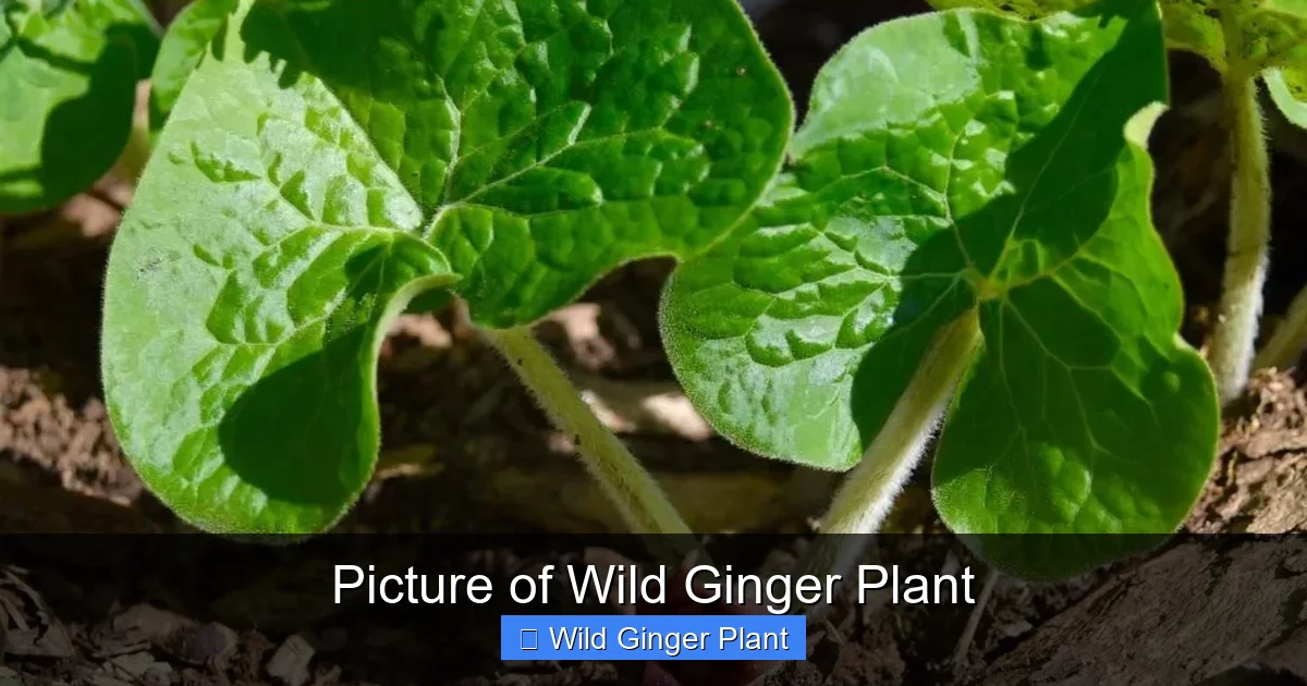 Picture of Wild Ginger Plant