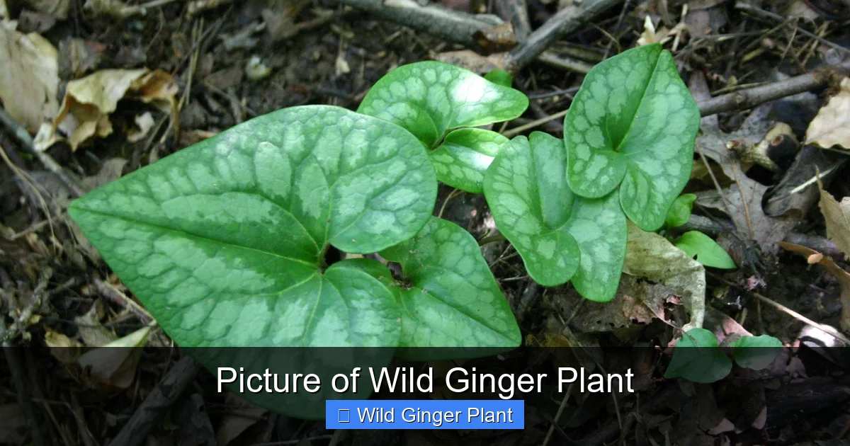 Picture of Wild Ginger Plant