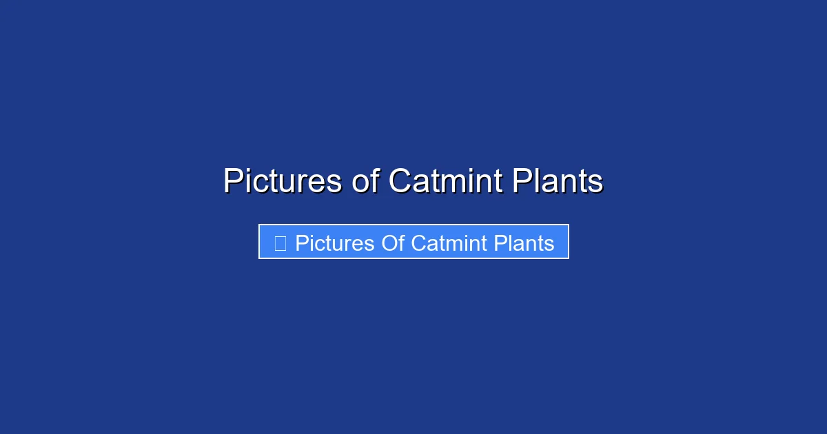 Pictures of Catmint Plants
