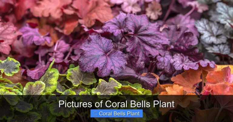 Pictures of Coral Bells Plant