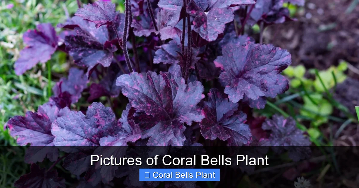 Pictures of Coral Bells Plant