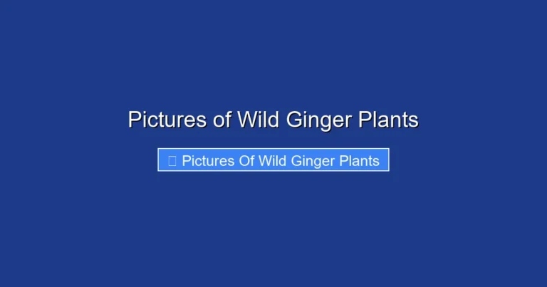 Pictures of Wild Ginger Plants