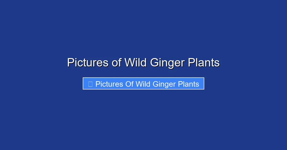 Pictures of Wild Ginger Plants