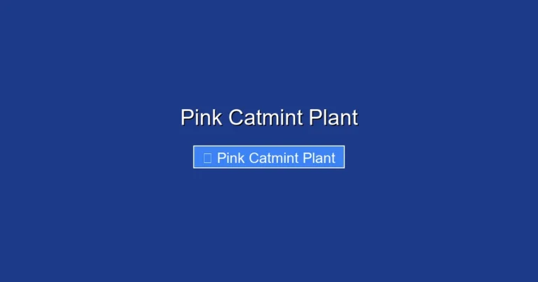 Pink Catmint Plant