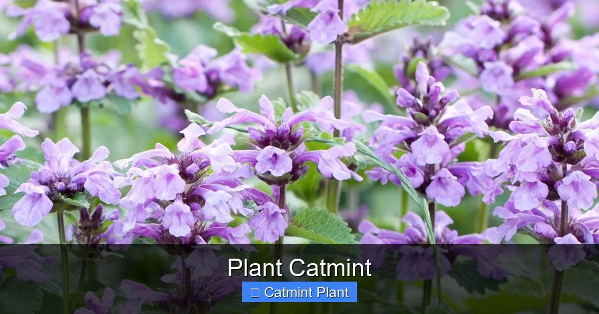 Plant Catmint