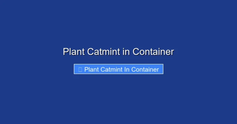 Plant Catmint in Container