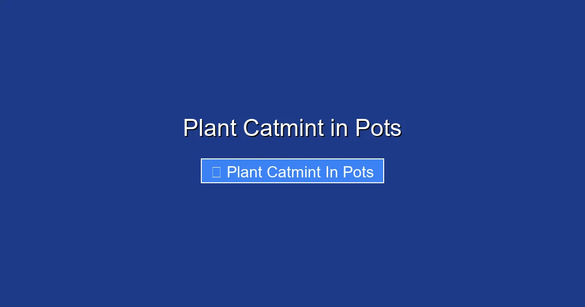 Plant Catmint in Pots