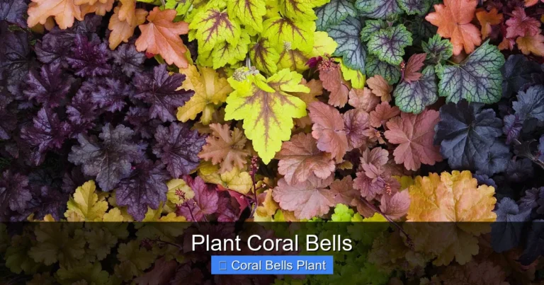 Plant Coral Bells
