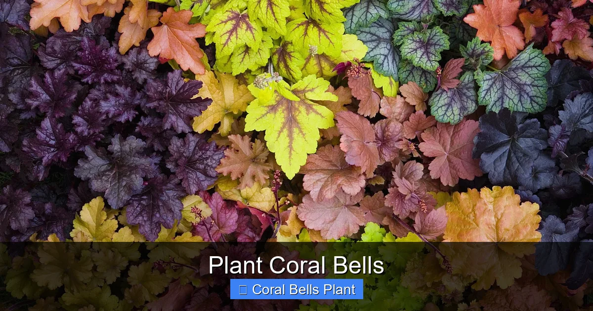 Plant Coral Bells