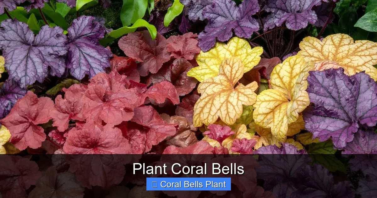 Plant Coral Bells