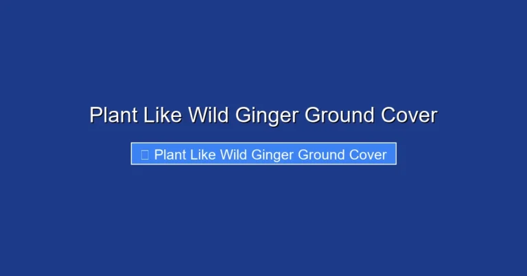 Plant Like Wild Ginger Ground Cover