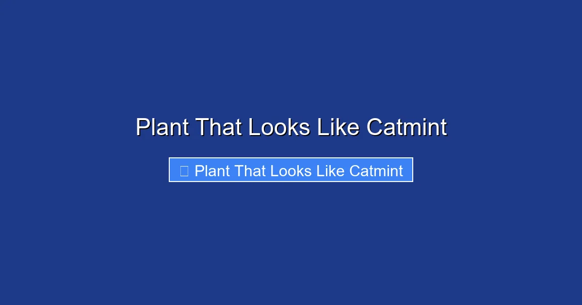 Plant That Looks Like Catmint