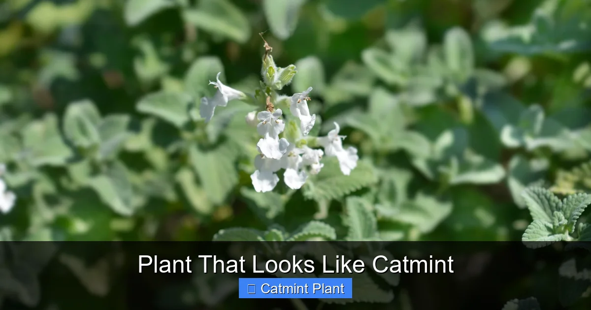 Plant That Looks Like Catmint