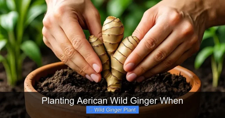 Planting Aerican Wild Ginger When