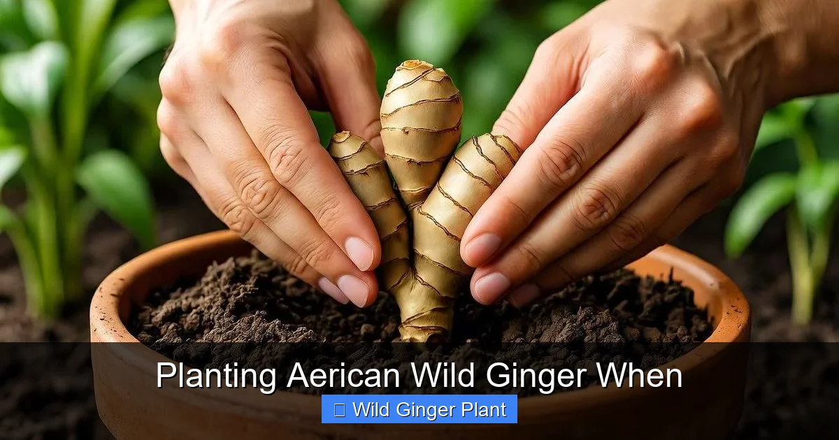 Planting Aerican Wild Ginger When
