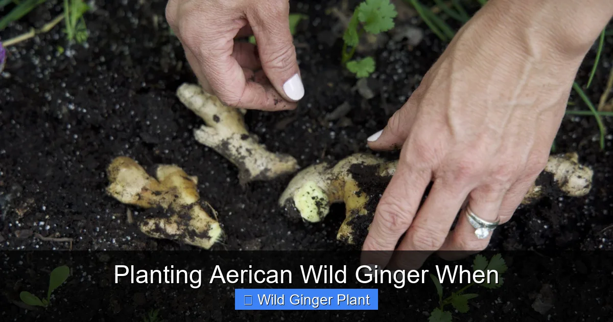 Planting Aerican Wild Ginger When