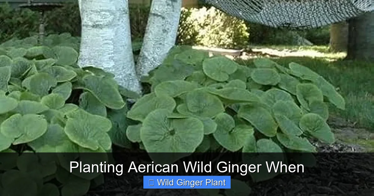 Planting Aerican Wild Ginger When