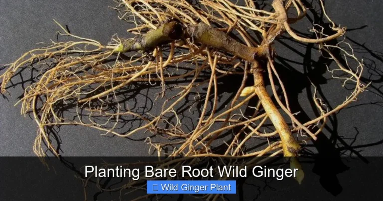 Planting Bare Root Wild Ginger