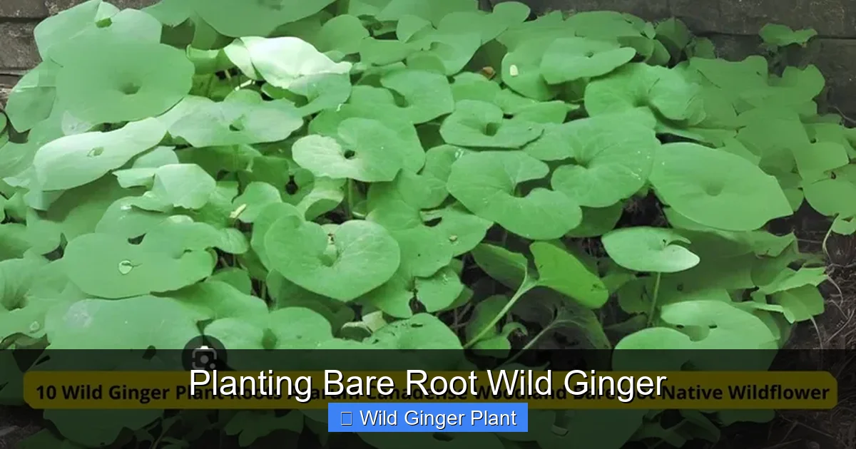 Planting Bare Root Wild Ginger