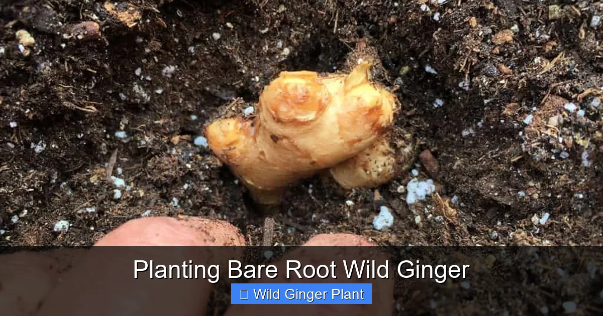 Planting Bare Root Wild Ginger