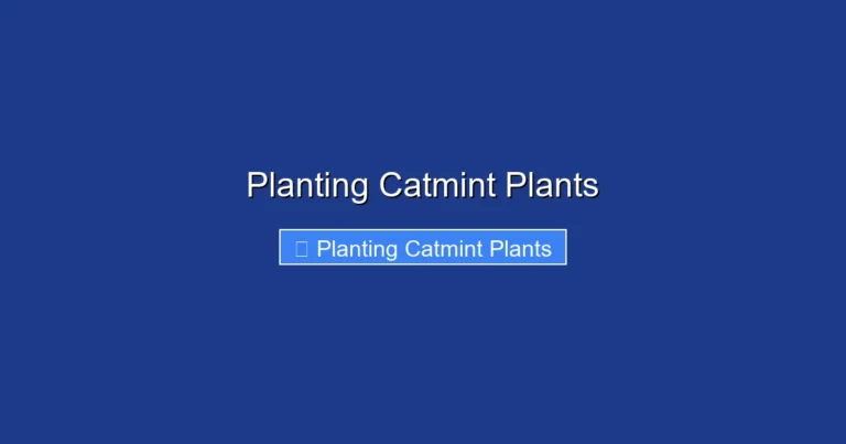Planting Catmint Plants