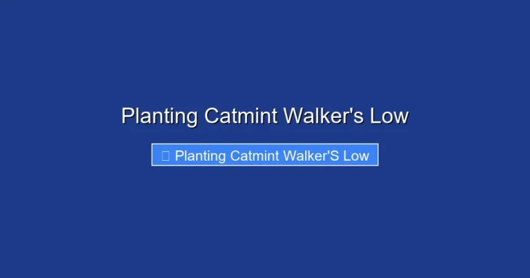 Planting Catmint Walker's Low