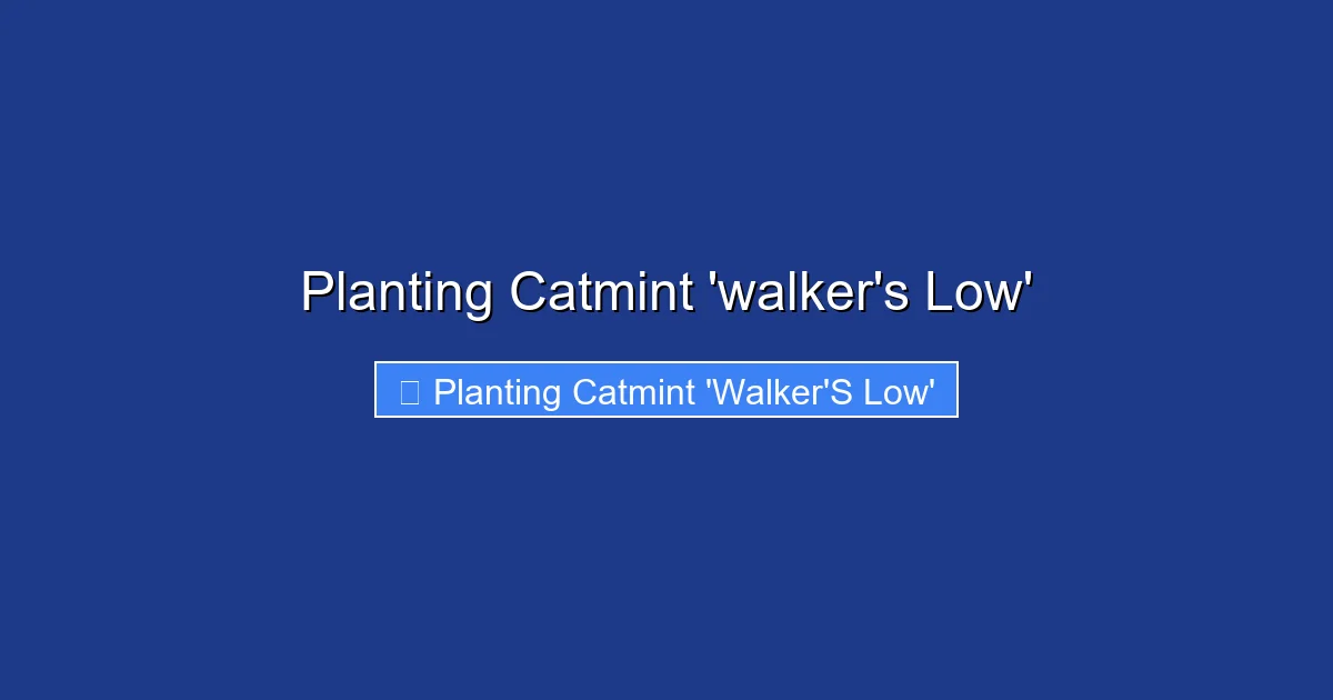 Planting Catmint 'walker's Low'