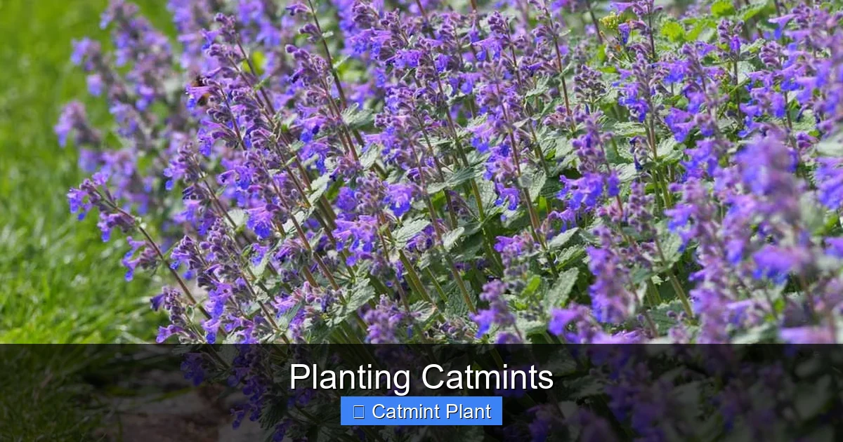 Planting Catmints