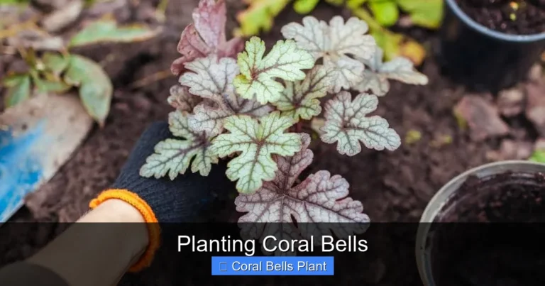 Planting Coral Bells
