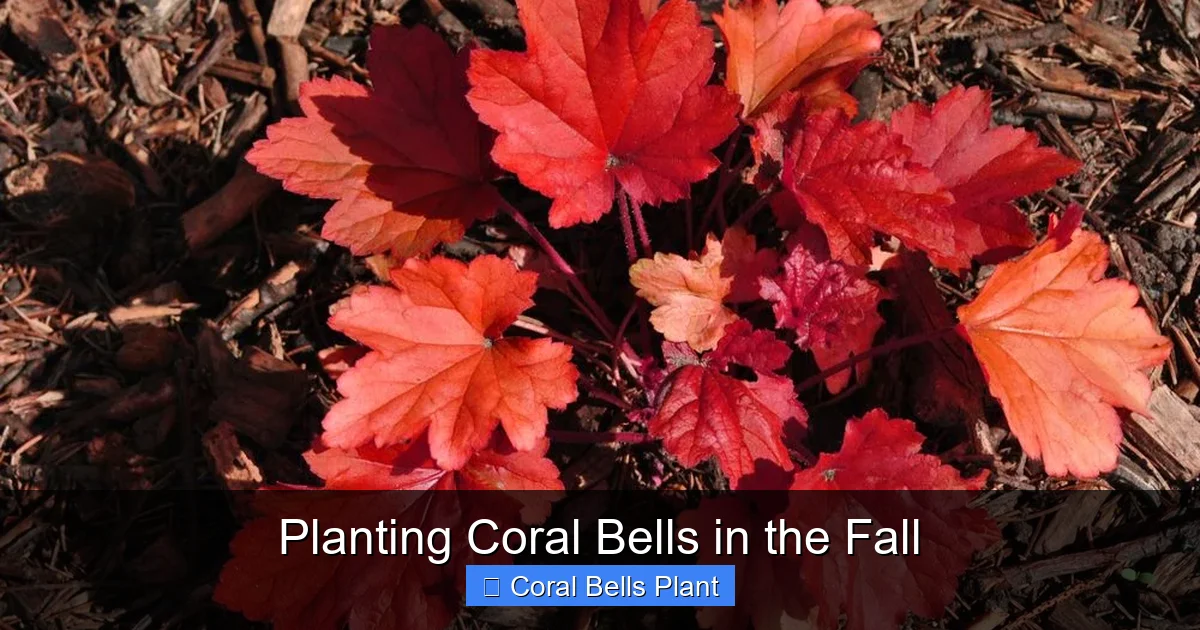 Planting Coral Bells in the Fall