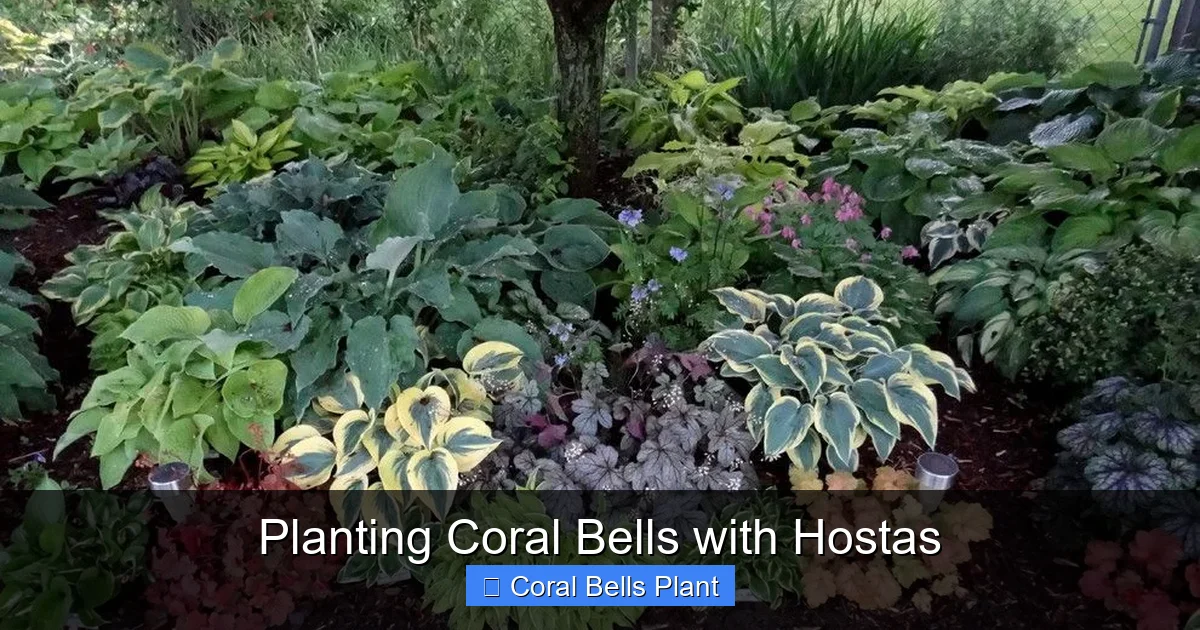 Planting Coral Bells with Hostas