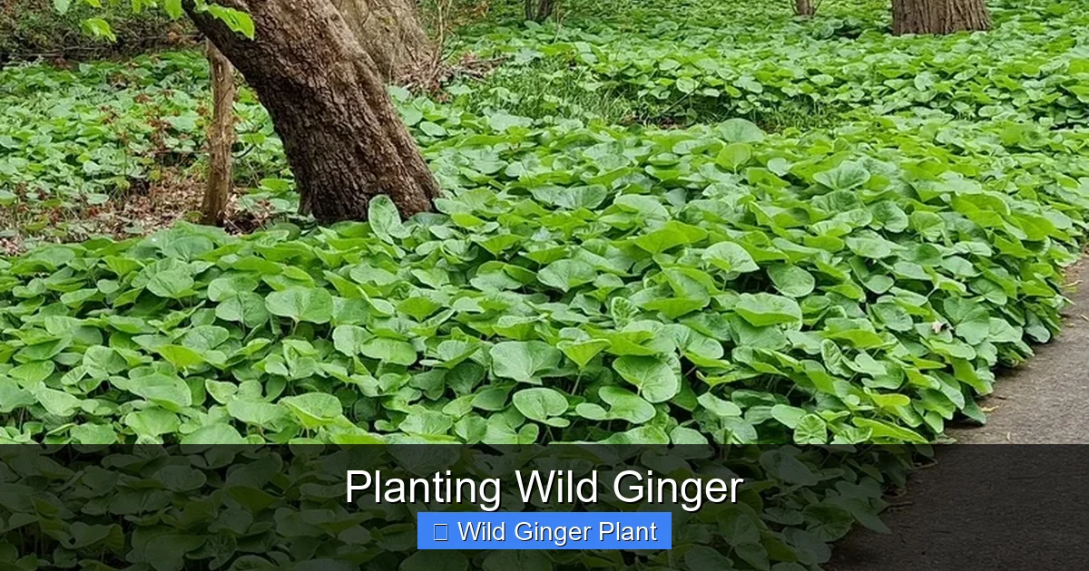 Planting Wild Ginger