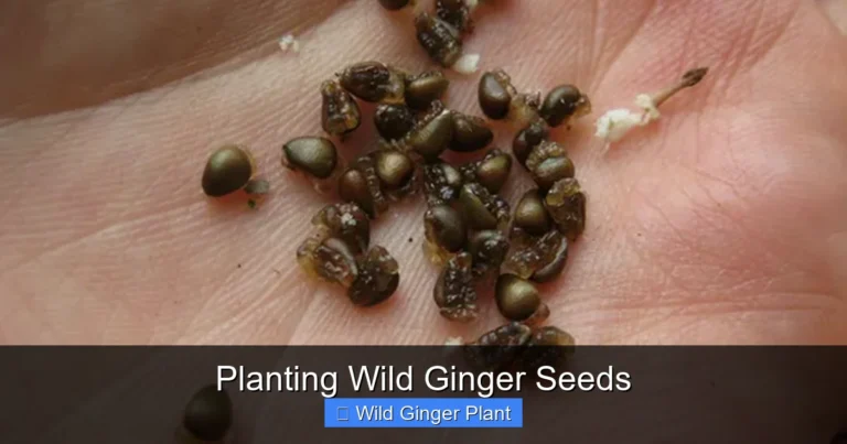 Planting Wild Ginger Seeds