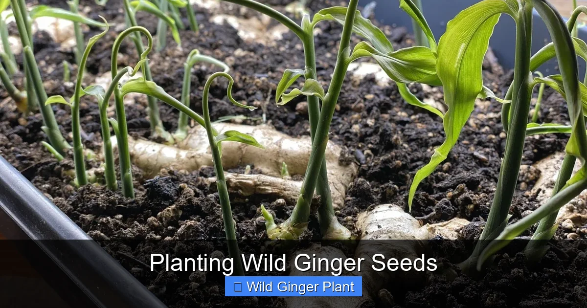 Planting Wild Ginger Seeds