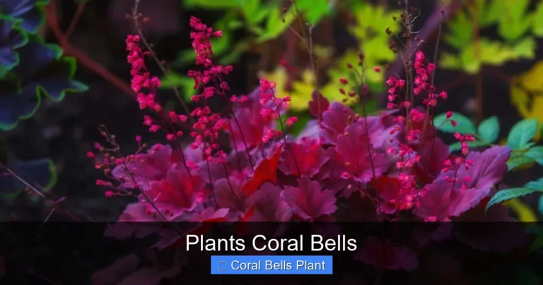 Plants Coral Bells