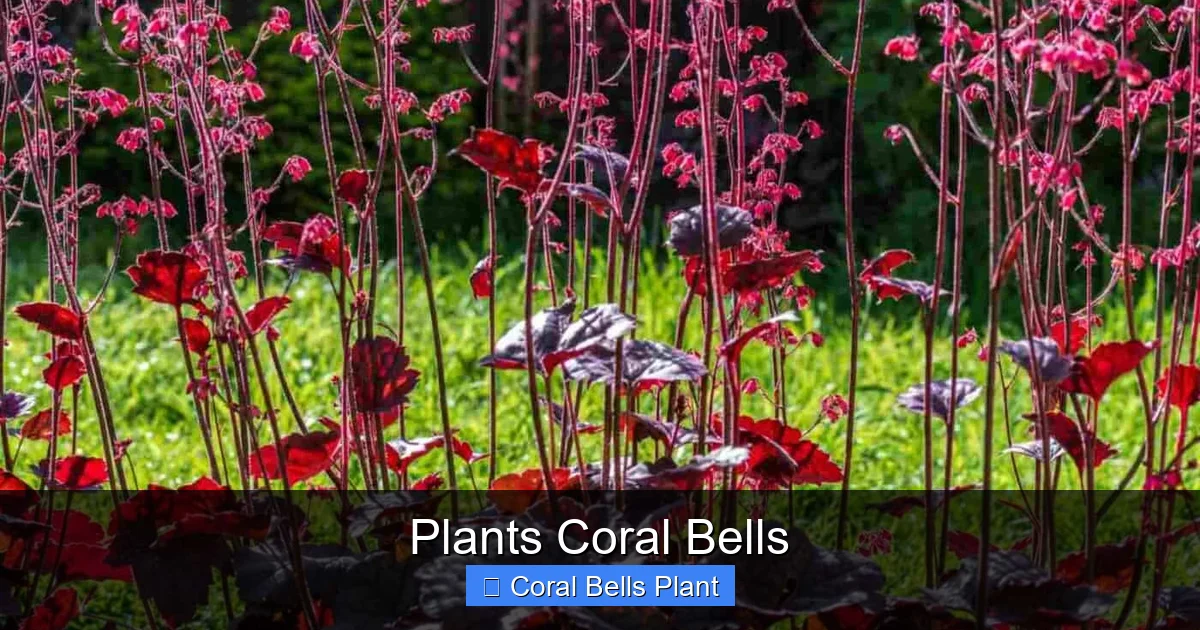 Plants Coral Bells